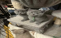 British Shorthair cats for sale: Stunning Social Loveable Blue Boys  - Image 5