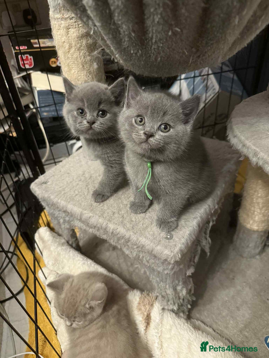 British Shorthair cats for sale: Stunning Social Loveable Blue Boys  - Image 5