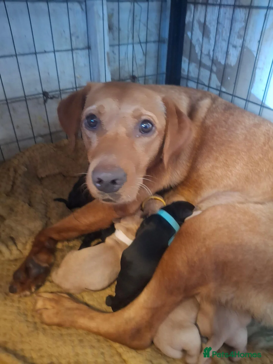 Labrador Retriever dogs for sale: labrador pups - Advert 15