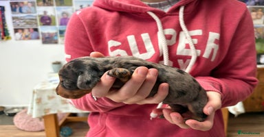 Miniature Dachshund dogs - Advert 3