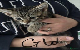 Mixed Breed cats for sale: Kittens for sale  - Image 7