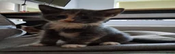 Mixed Breed cats for adoption: Jessie for adoption in Waterlooville - Advert 6