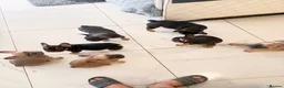 French Bulldog dogs for sale: French Bulldog Puppies Ready for Forever Home - Advert 4