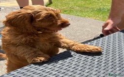 Cockapoo dogs for sale: F1 SHOW TYPE COCKAPOO EXTENSIVELY HEALTH TESTED  - Image 9