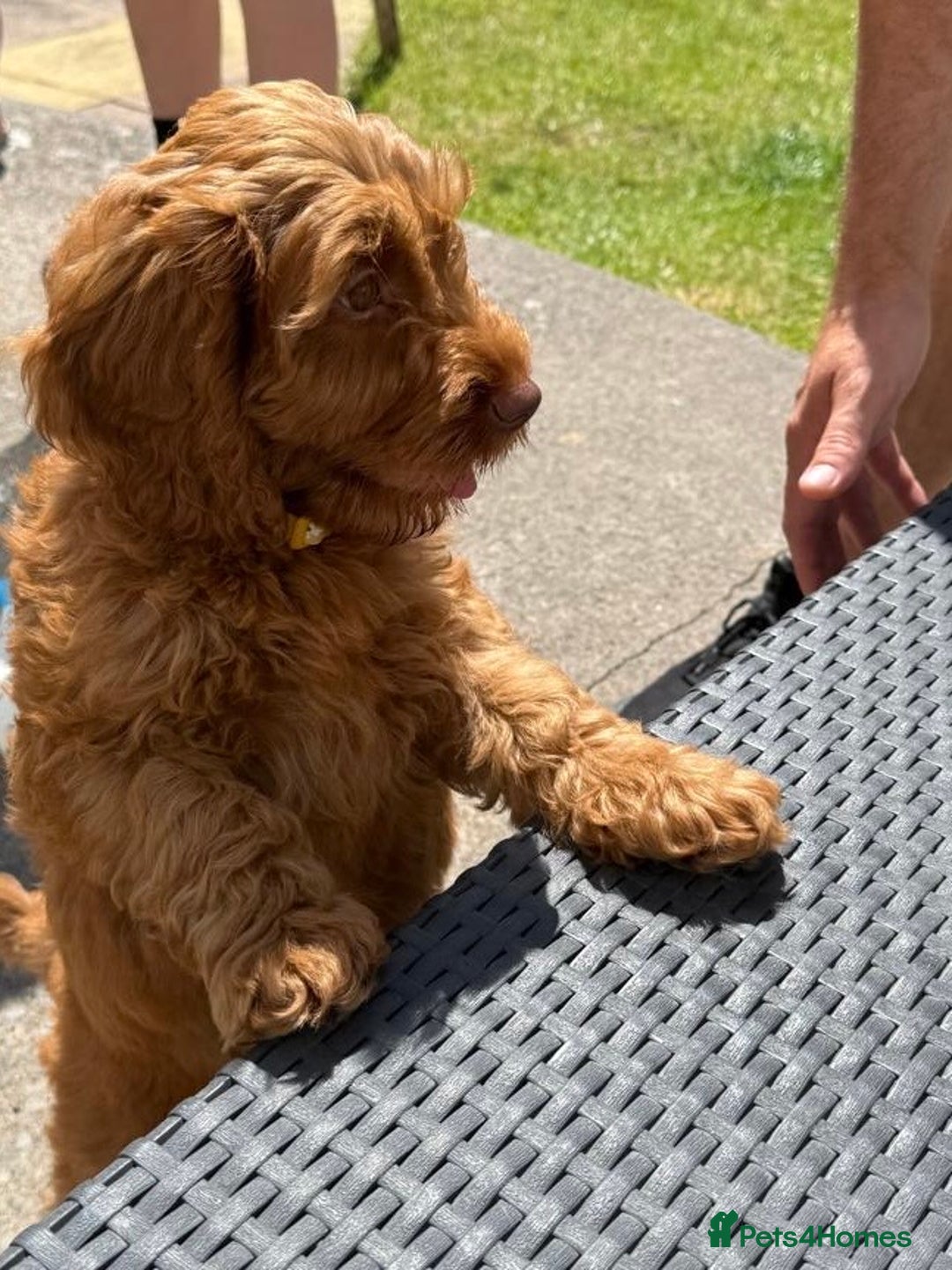 Cockapoo dogs for sale: F1 SHOW TYPE COCKAPOO EXTENSIVELY HEALTH TESTED  - Image 9