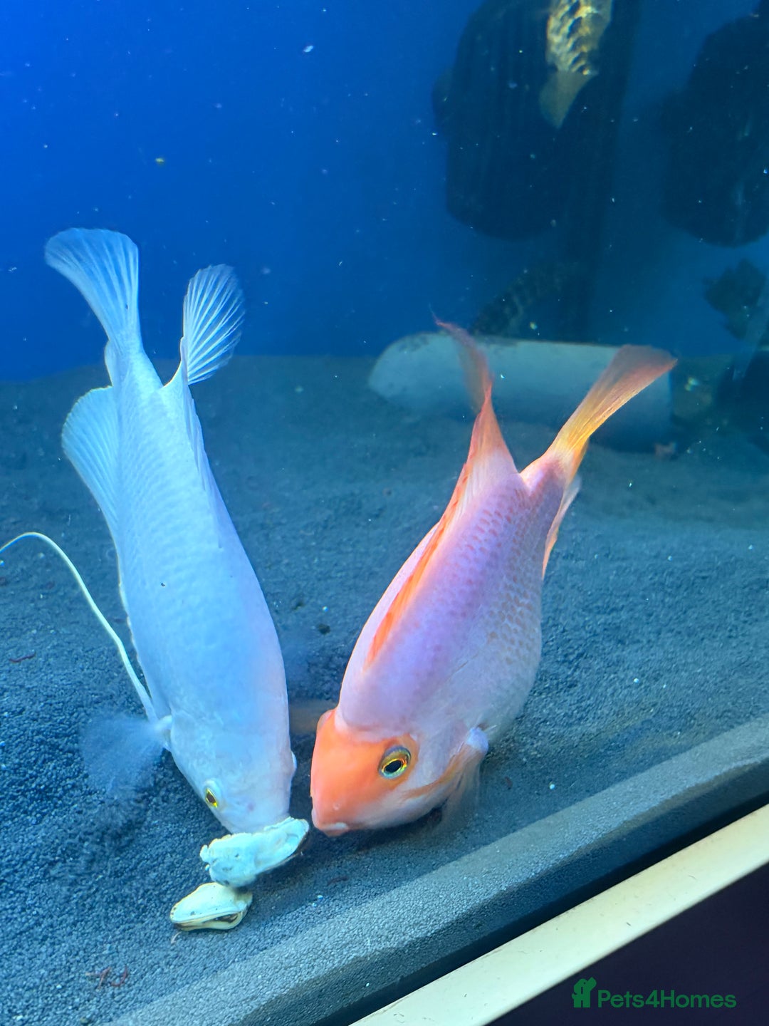 Other/Mixed Breed fish for sale: Stingray/ Turtles/ Fish - Advert 3