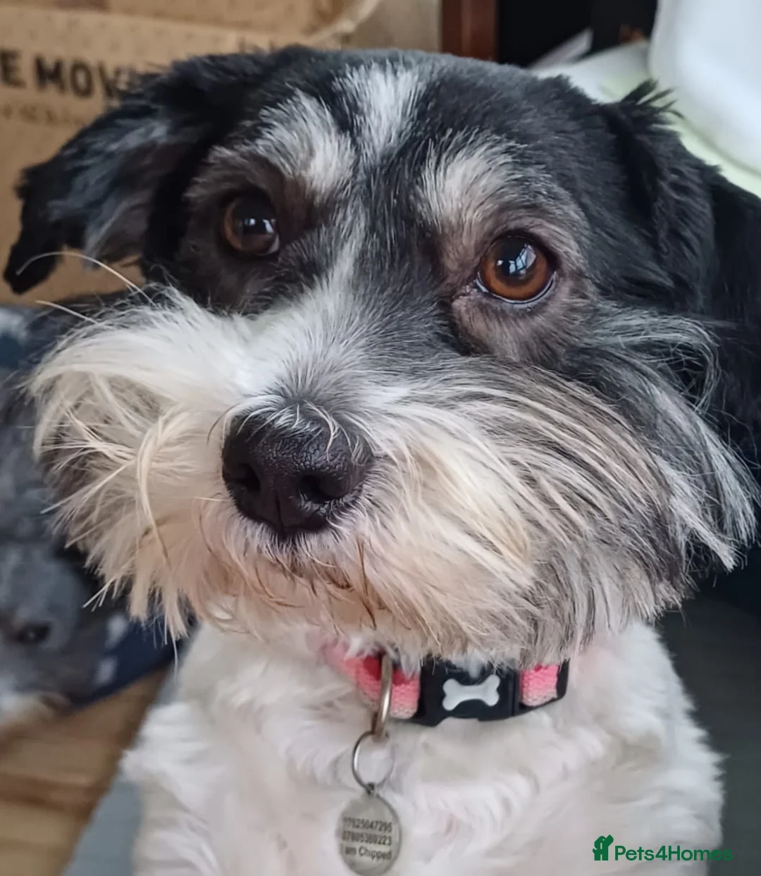 Havanese dogs for sale: Stunning KC registered Havanese puppies - Advert 2