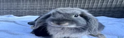 Mini Lop rabbits for sale: 4 very cute mini lops, ready for homes  - Advert 16