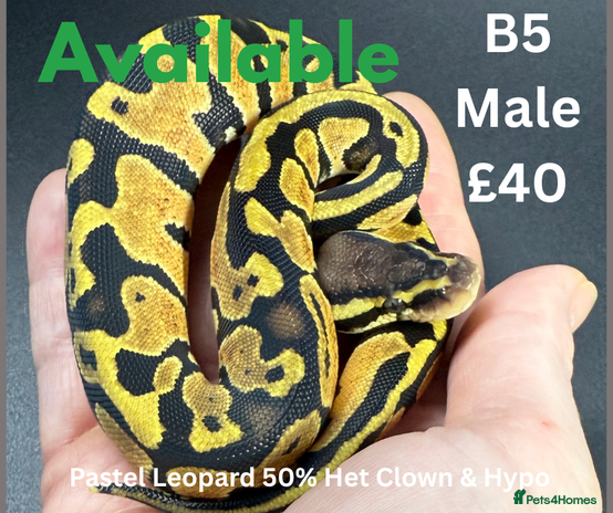 Python Snake reptiles **Only 3 Left ** Ball Python Hatchlings - Advert 1