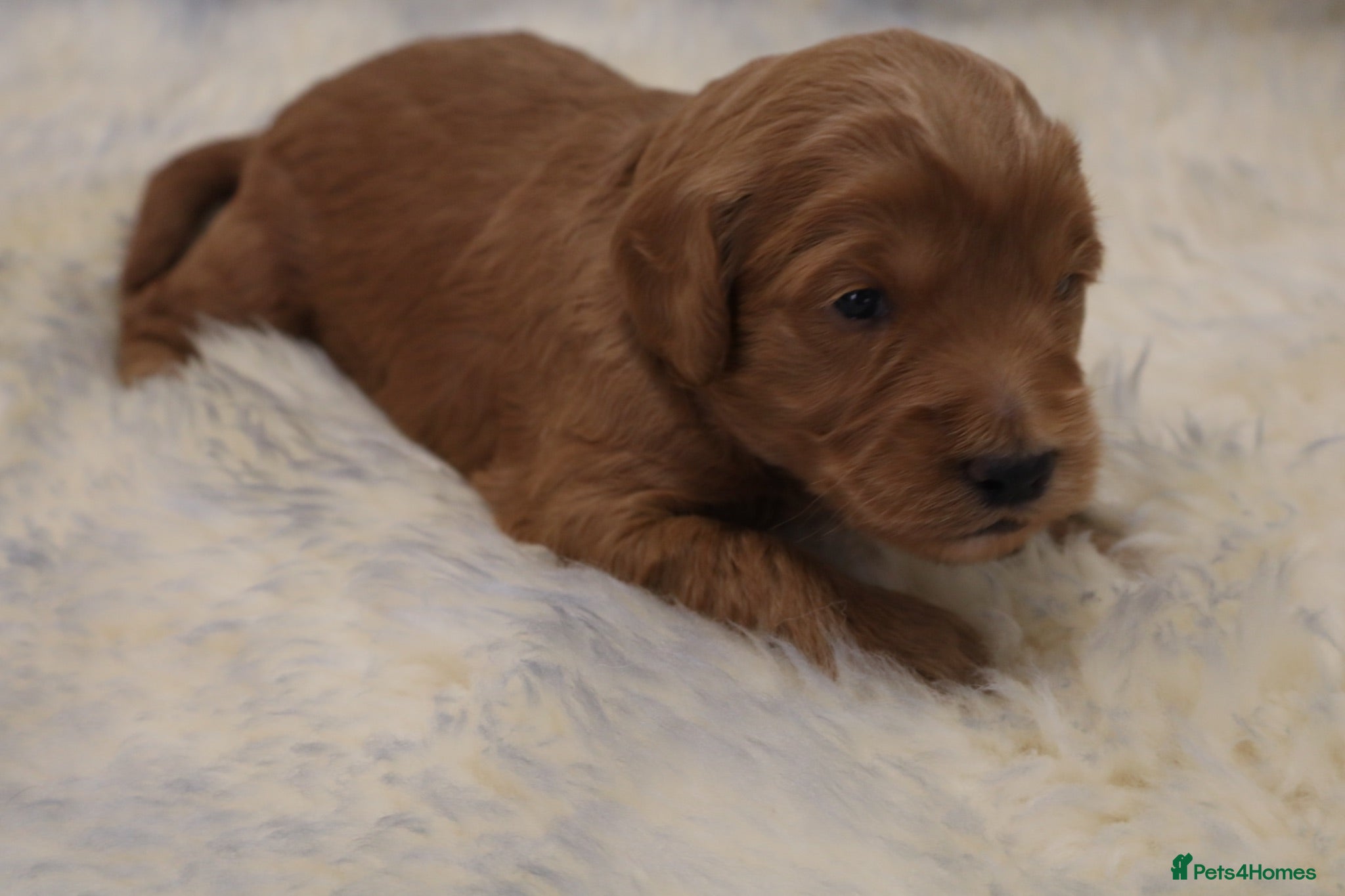 Cockapoo dogs ELITE COCKAPOOS LICENSED 5* BREEDERS - Advert 2