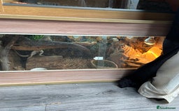 Bearded Dragon reptiles for sale: Lovely male bearded dragon, with full set up  - Image 4