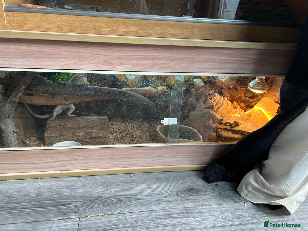 Bearded Dragon reptiles for sale: Lovely male bearded dragon, with full set up  - Image 4
