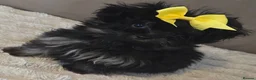 Pomapoo dogs for sale: Beautiful pomapoos - Advert 3