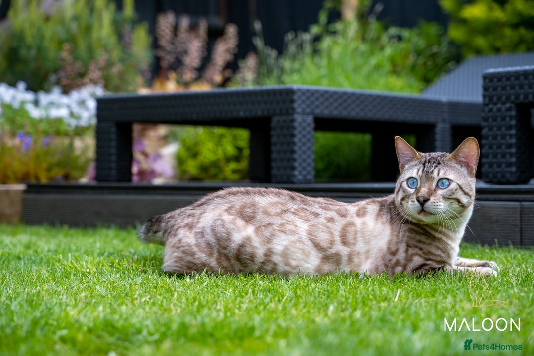 Bengal cats for sale: Majestic Blue-eyed Snow Bengal-TICA-Champion line - Image 6