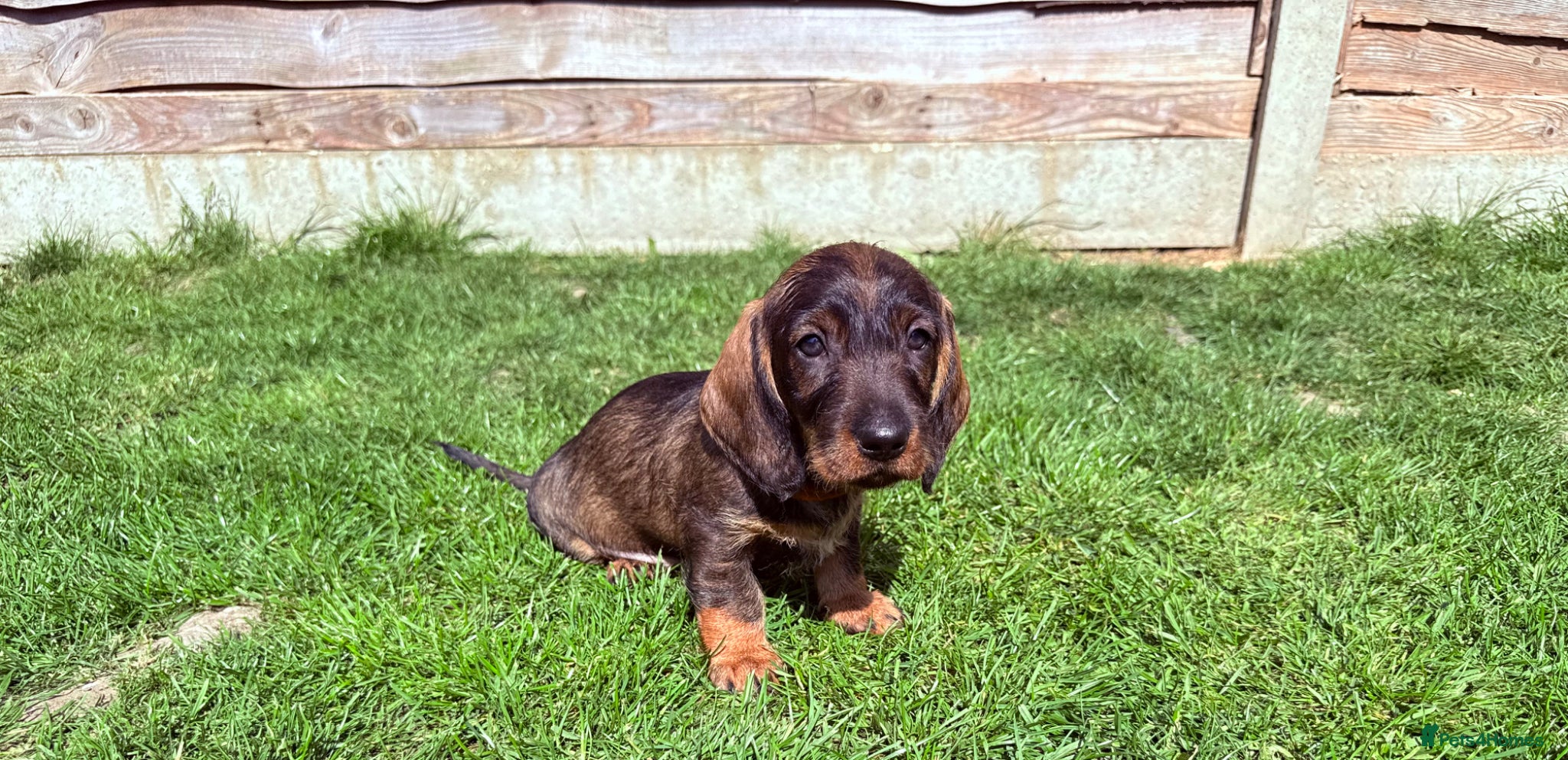 Dachshund dogs Beautiful Standard Wirehaired Dachshunds  - Advert 7