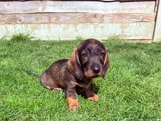 Dachshund dogs Beautiful Standard Wirehaired Dachshunds - Advert 7