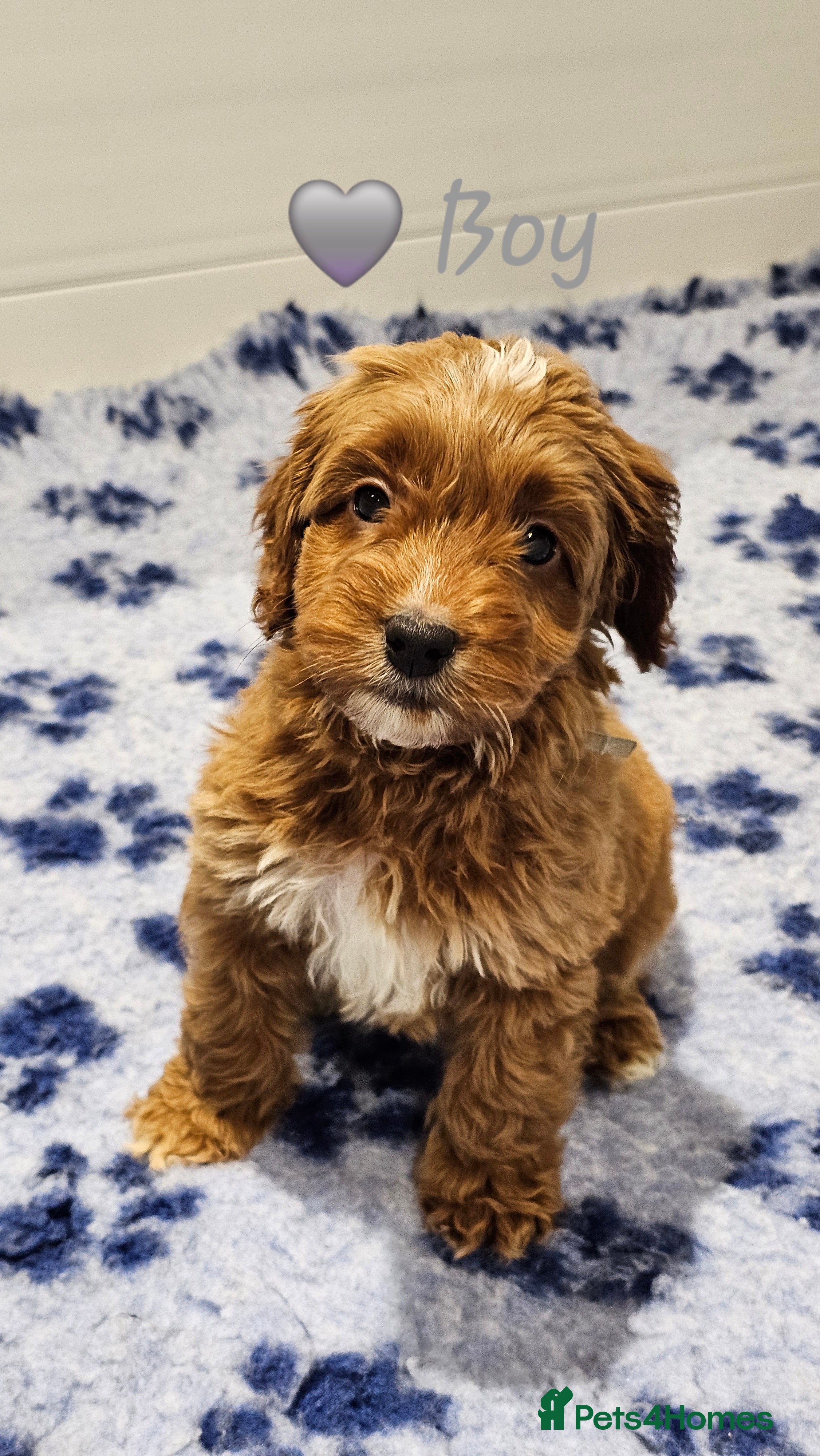 Australian Labradoodle dogs Stunning Miniature Australian Labradoodle pups - Advert 5
