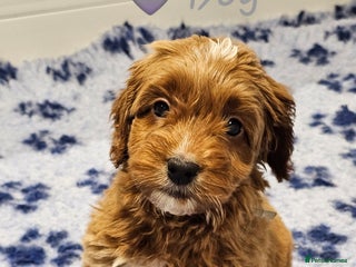 Australian Labradoodle dogs Stunning Miniature Australian Labradoodle pups - Advert 7