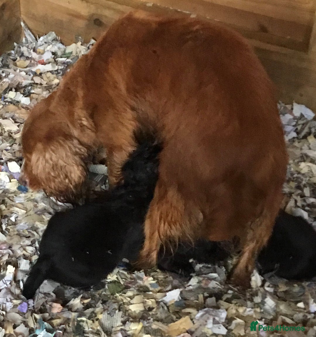 Cocker Spaniel dogs for sale: KC COCKERS HT PARENTS PUPPIES FOR SALE  - Image 10