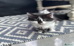 Mixed Breed cats for sale: Black & White Kittens for sale - Image 7