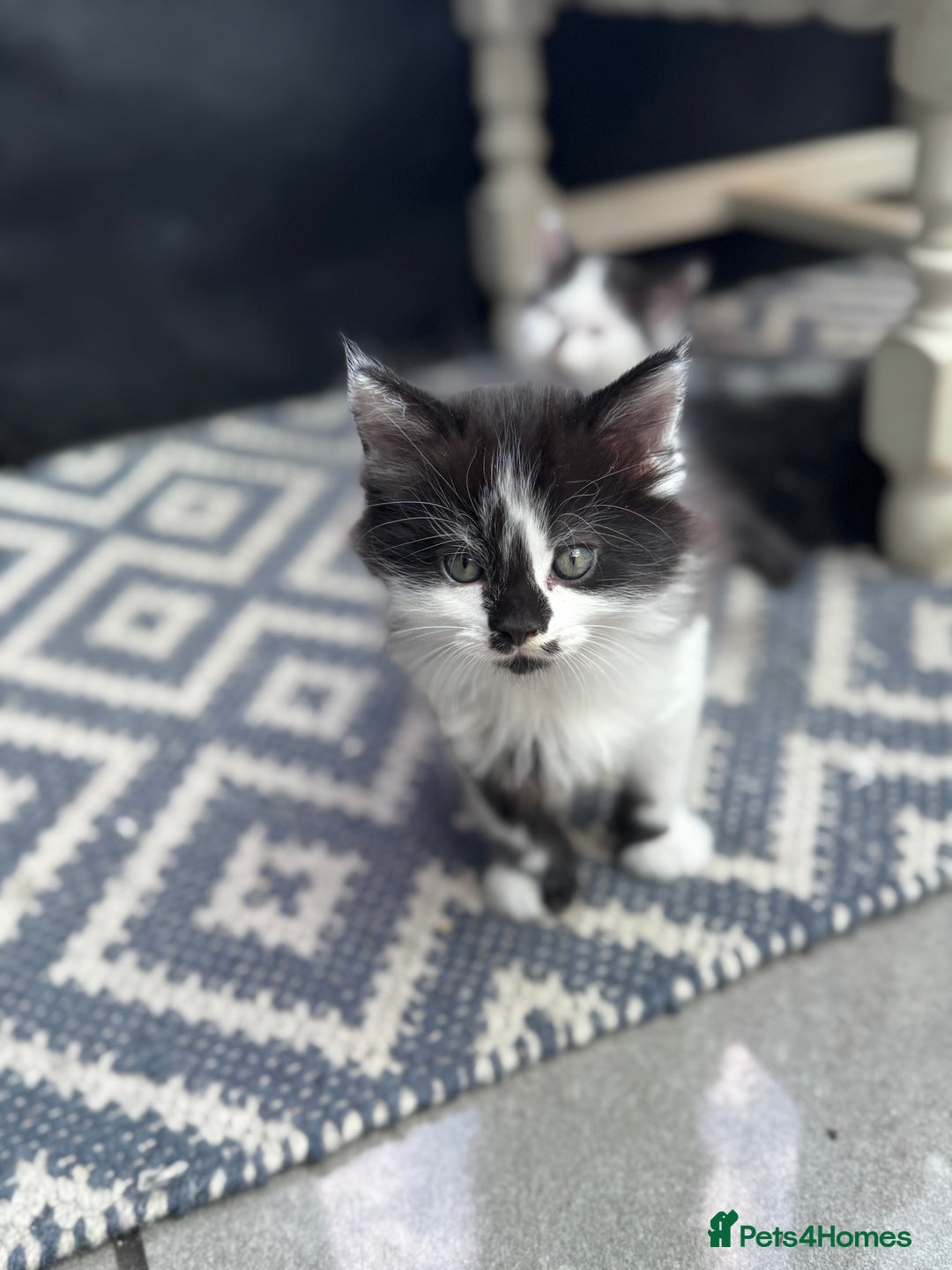 Mixed Breed cats for sale: Black & White Kittens for sale - Image 7