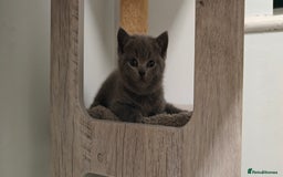 British Shorthair cats for sale: British shorthair blue / lilac kittens  - Image 14