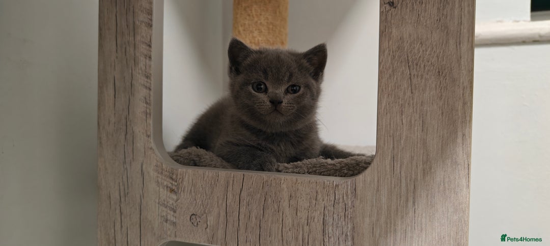 British Shorthair cats for sale: British shorthair blue / lilac kittens  - Image 14