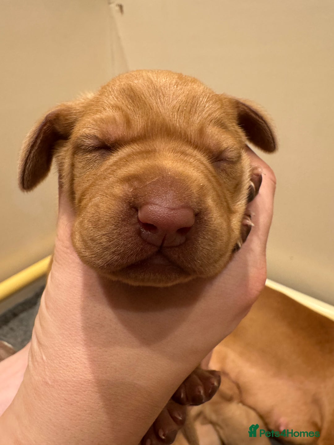 Hungarian Vizsla dogs for sale: Stunning Hungarian Vizsla Pups - Advert 4