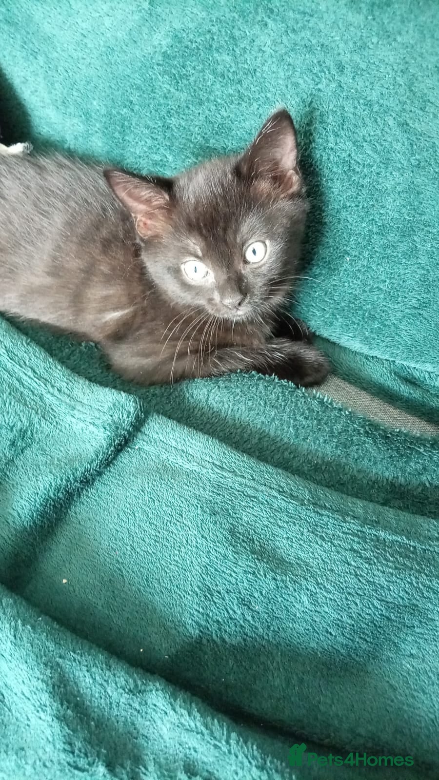 Mixed Breed cats One Adorable kitten for sale  - Advert 12