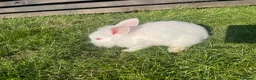 Mixed Breed rabbits for sale: Child friendly Mixed breed rabbits  - Advert 17