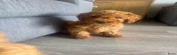 Cockapoo dogs for sale: F2 Cockapoo Puppies READY TO LEAVE 2 girls remain - Advert 11