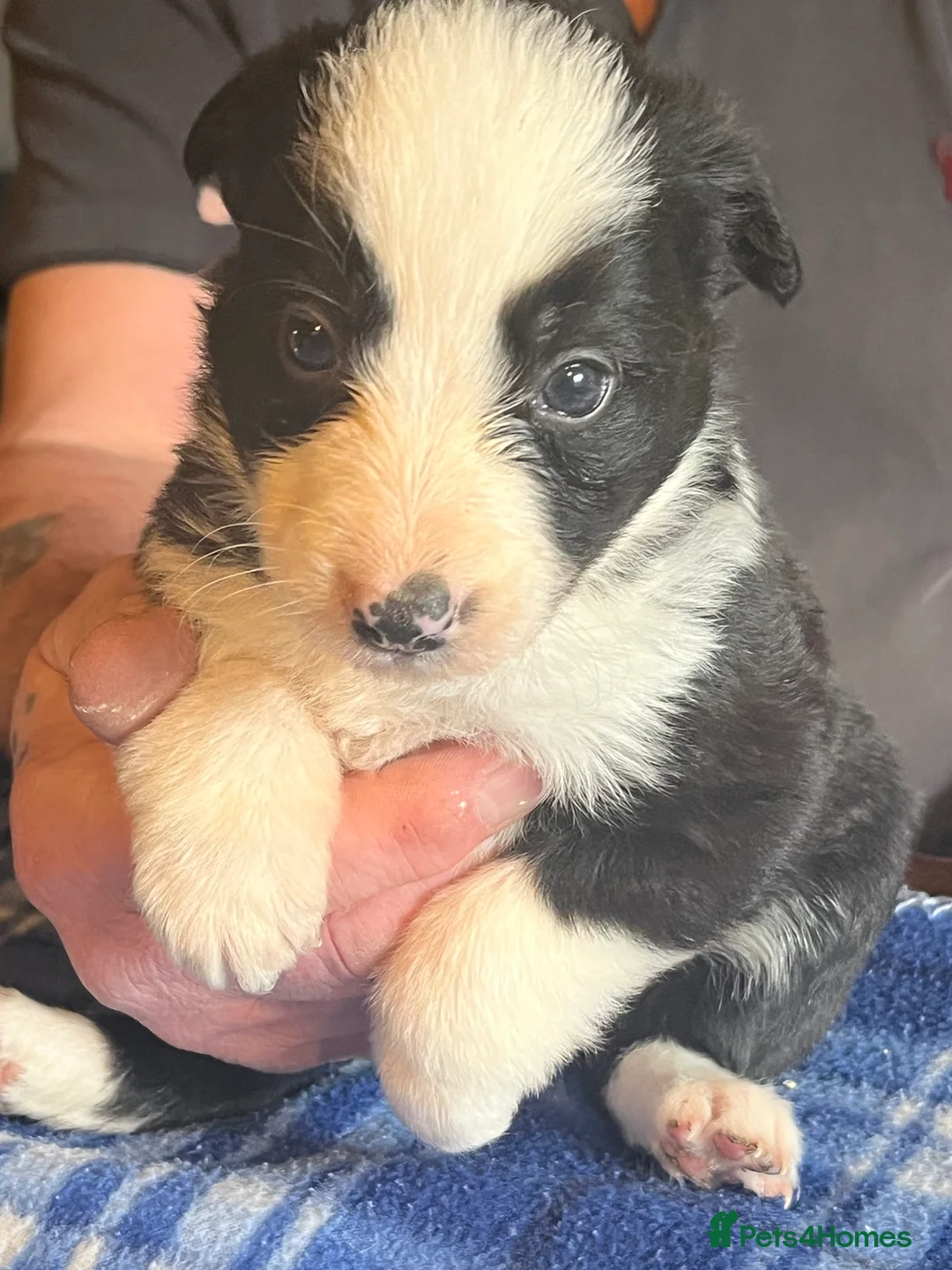Border Collie dogs for sale: Border collie puppies, excellent litter!!  - Advert 12