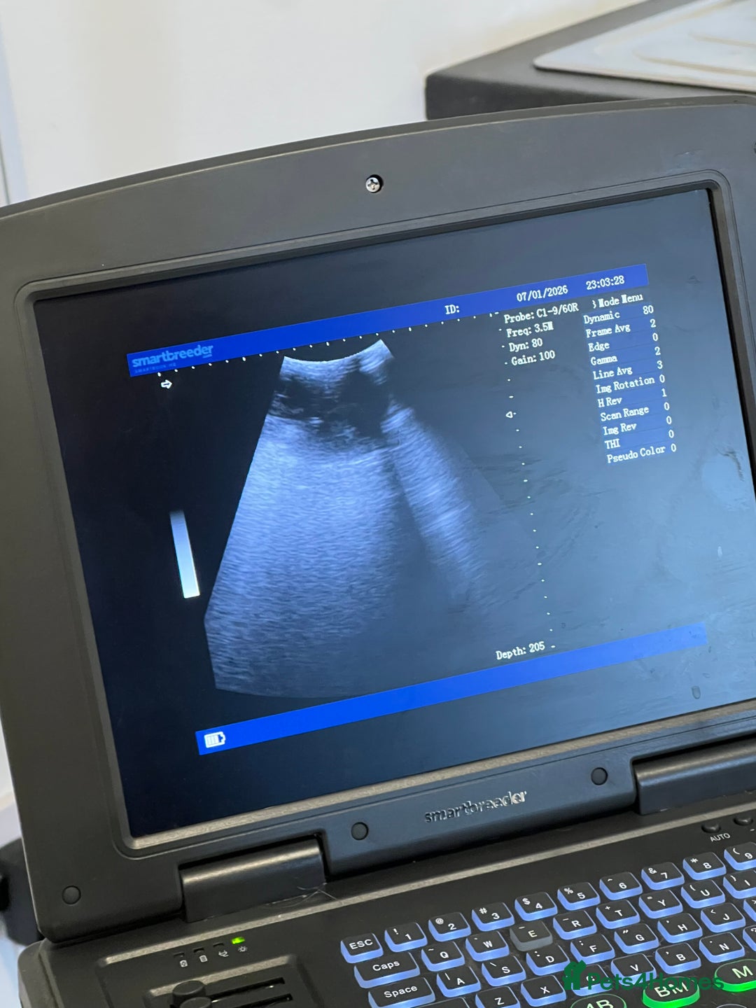 Cavalier King Charles Spaniel dogs for stud: KC REG HEALTH TESTED DARKRUBY CAVALIER PROVEN STUD - Advert 8