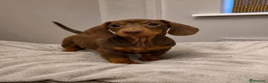 Miniature Dachshund 2