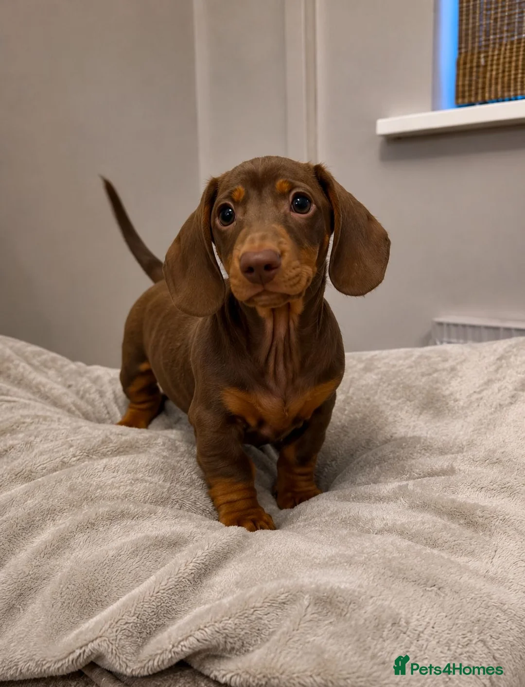 Miniature Dachshund dogs for sale: Two miniature dachsund males.  - Advert 5
