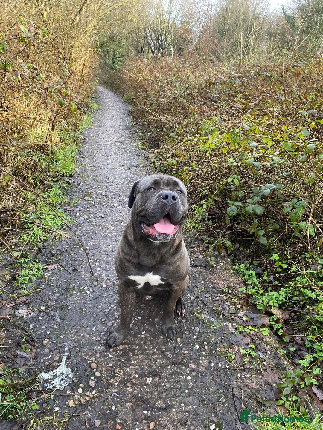 Cane Corso dogs for sale: Trained ZANO Male Cane Corso 2 Yrs  - Advert 4