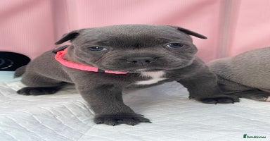 Staffordshire Bull Terrier dogs - Advert 9