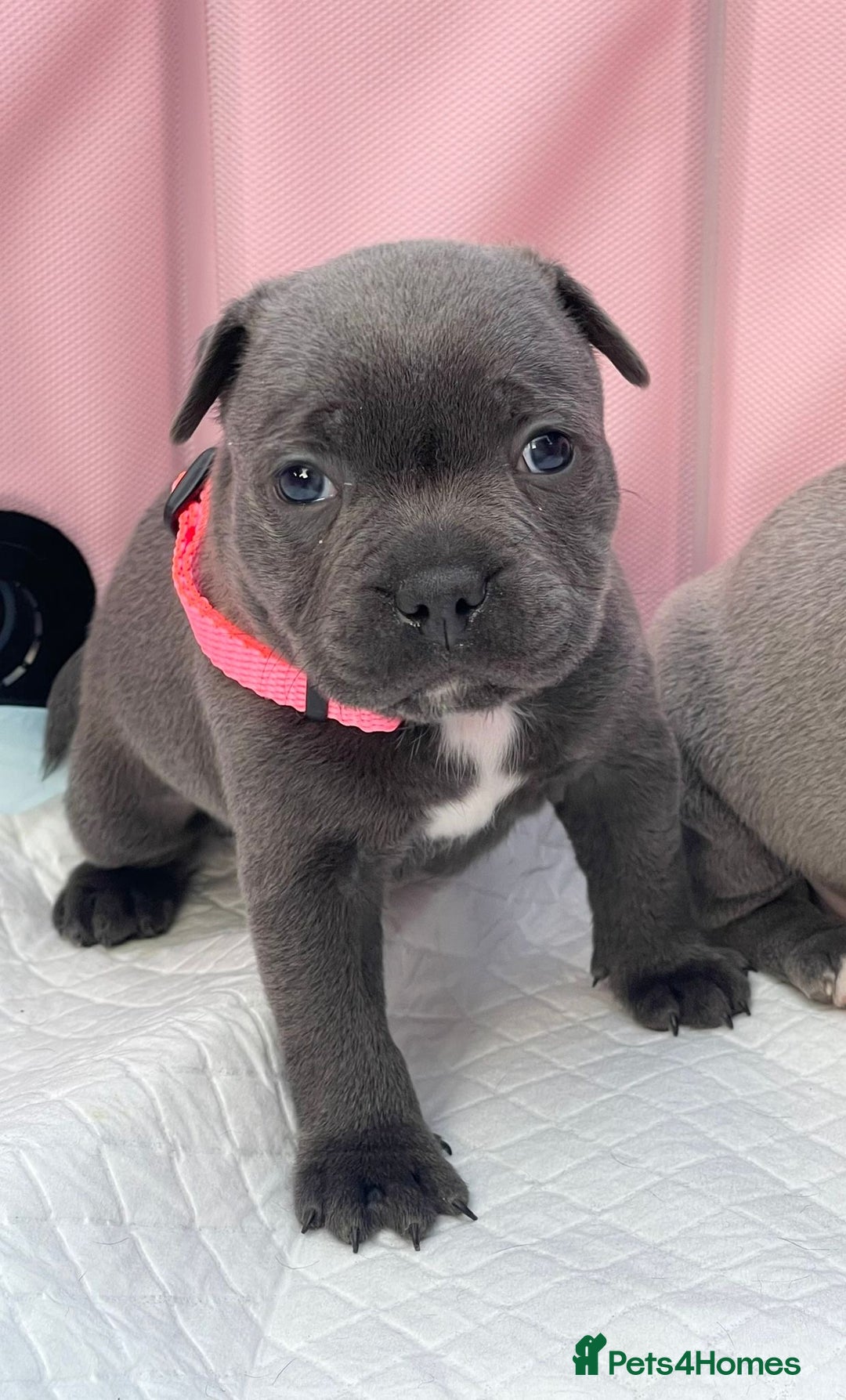 Staffordshire Bull Terrier dogs for sale: SIMPLY STUNNING COI 5.8% - Image 2