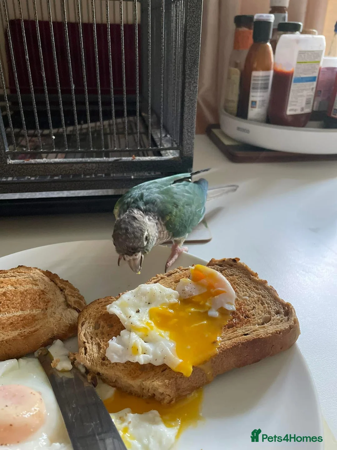 Conures birds for sale: Conure - was told male  in Bournemouth - Advert 1