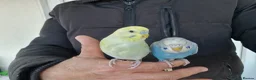 Budgerigars birds for sale: Super silly hand tamed baby budgies  - Advert 3