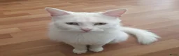 Turkish Angora cats for sale: Pure white turkish angora cat  - Advert 2