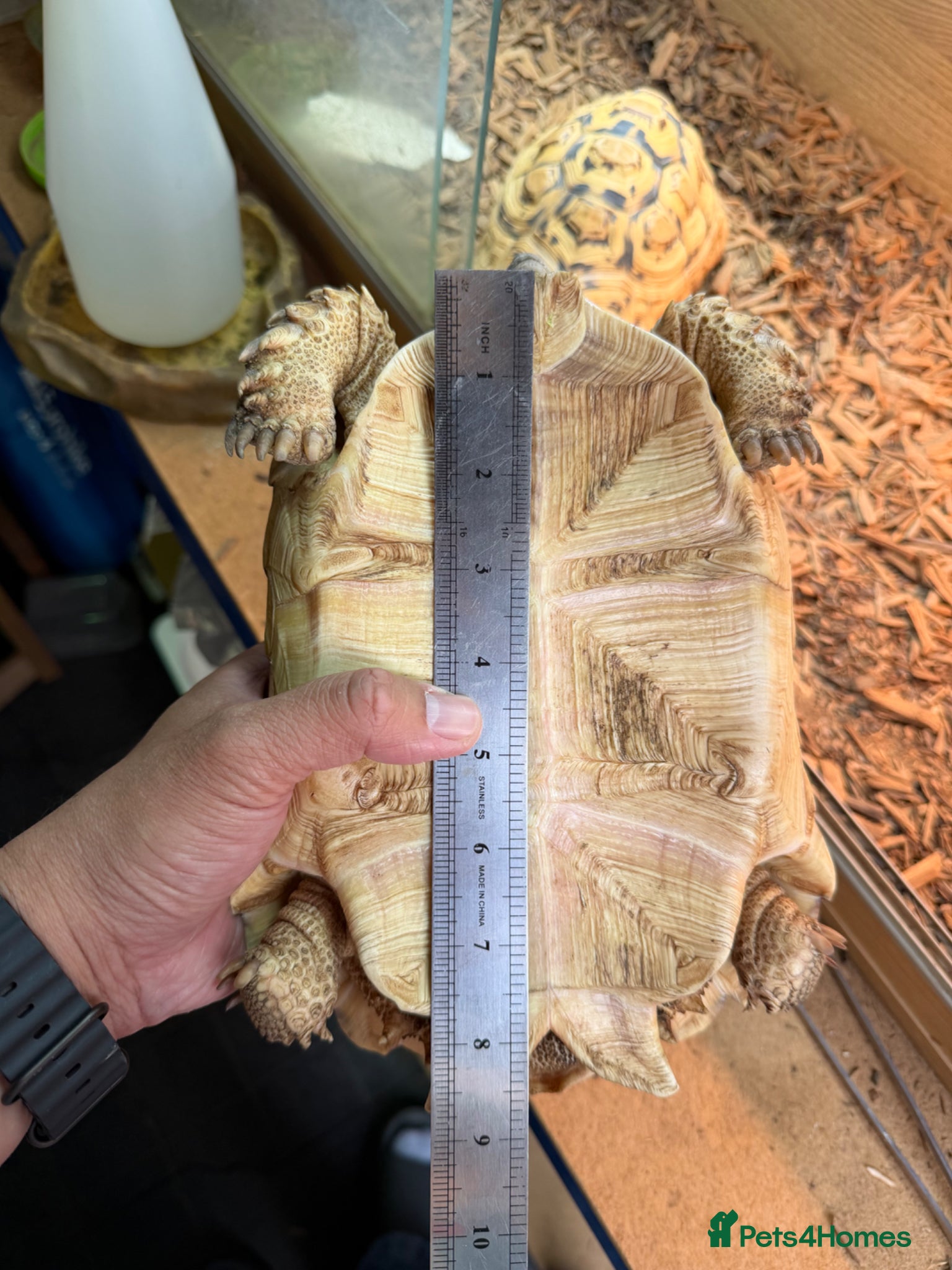 Tortoise reptiles Sulcata Female for sale  - Advert 2