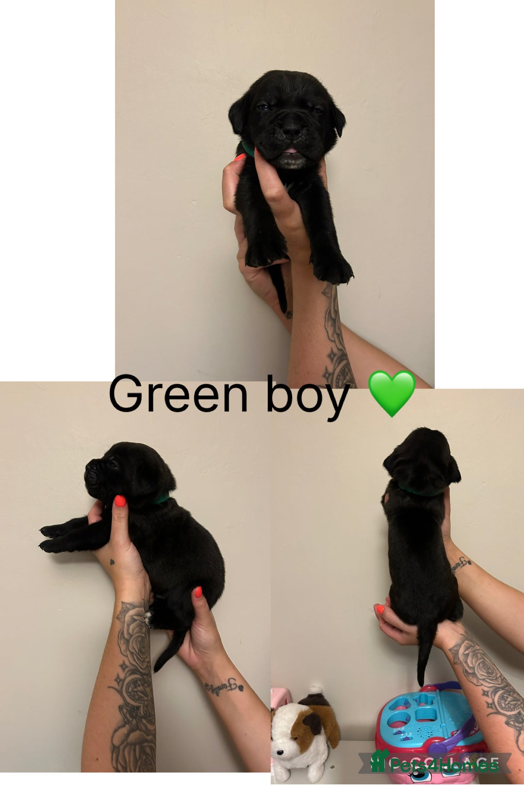 Cane Corso dogs for sale: Cane corso puppies  - Image 7