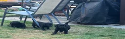 Labrador Retriever dogs for sale: Royal Kennel club registered puppies - Advert 7