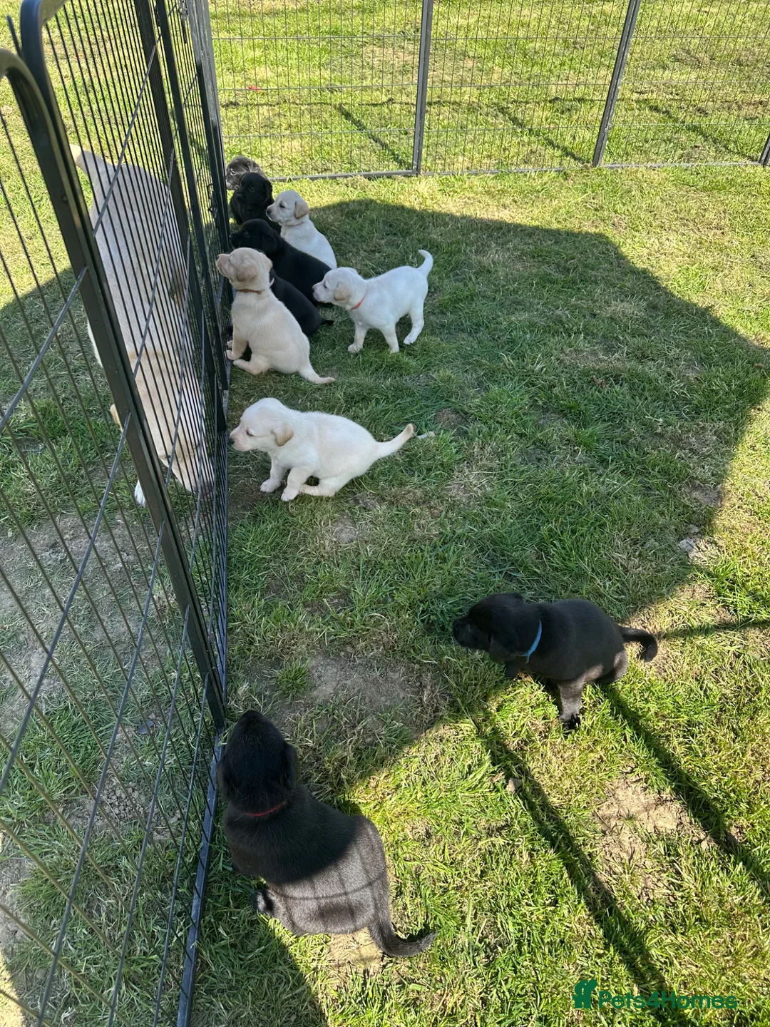 Labrador Retriever dogs for sale: Kc registered Labrador puppies  in Saint Leonards-on-sea - Advert 2