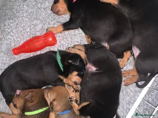 Mixed Breed dogs Rottweiler x American bull staffie - Advert 6