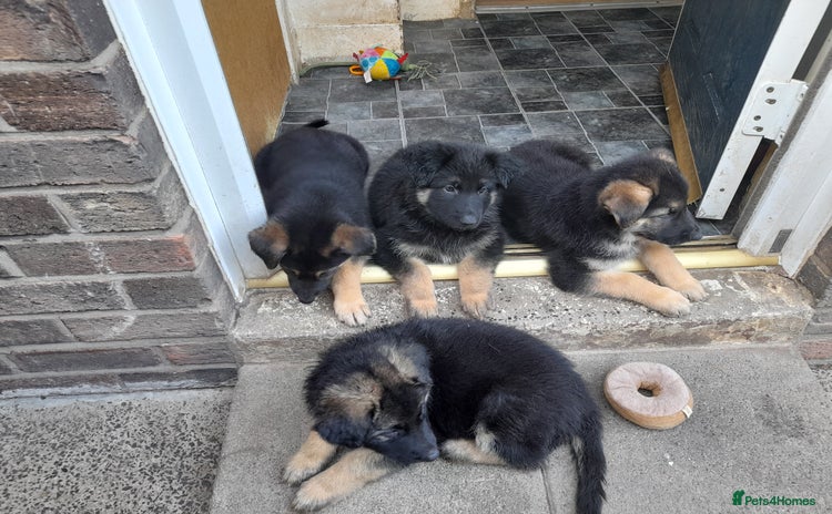 German Shepherd dogs - Advert 3