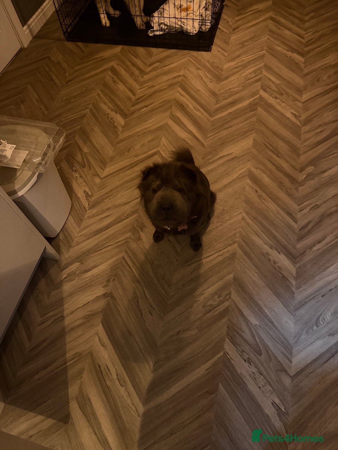 Shar Pei dogs for sale: Bear coat Shar Pei Girl age 2  - Advert 5