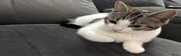 Mixed Breed cats for sale: Half ragdoll half domestic 7 month old kitten  - Advert 4