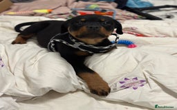 Rottweiler dogs for stud: Rottweiler Dog for Stud - Image 18
